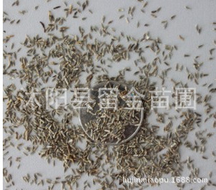 草花种子优质大滨菊种子菊花种子大滨菊花种子西洋滨菊种子|ru