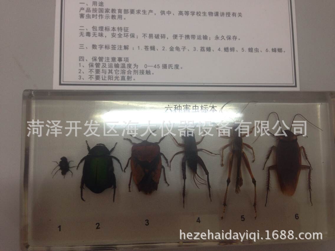 六害昆蟲包埋標本