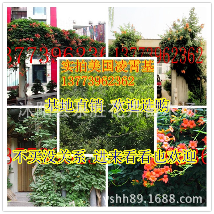 批发供应美国凌宵花苗 攀援花卉 凌霄苗/凌霄树苗 爬藤植物|ms