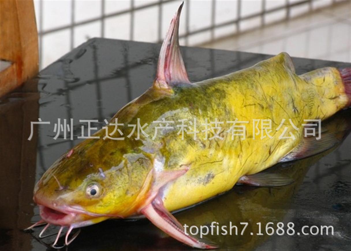 昂刺鱼图片大全大图,火锅,最大(第15页)_大山谷图库