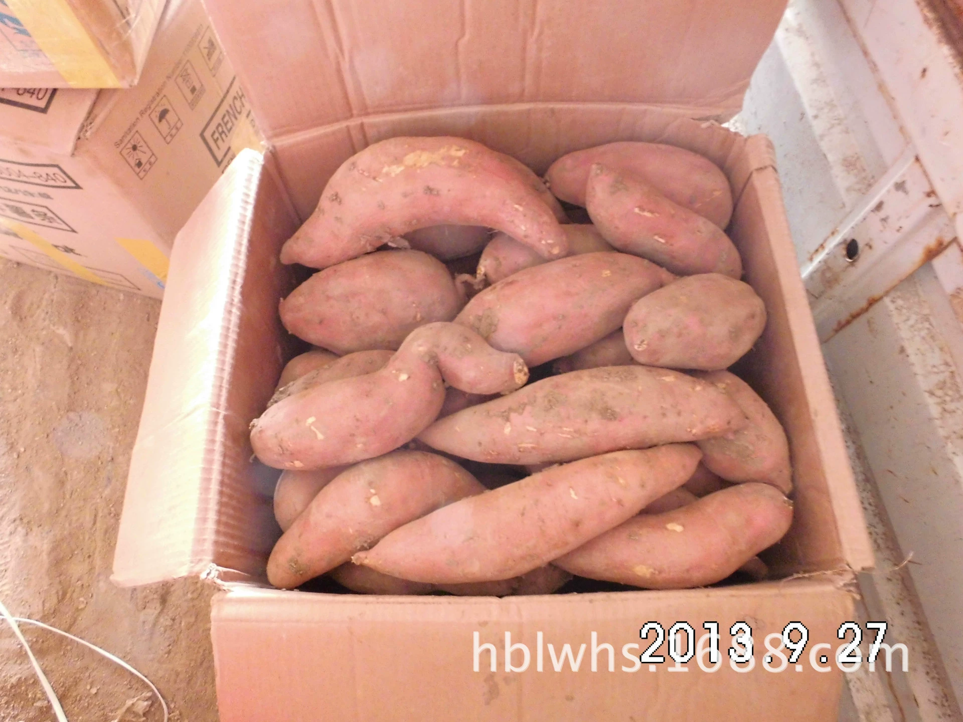 Красный сладкий картофель оптом Xiongxian свежий сладкий картофель хороший красный сладкий картофель