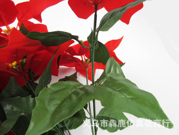 7头精品一品红09