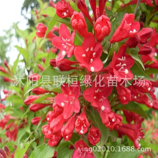 绿化苗木庭院花卉植物红王子锦带小苗 红王子锦带树苗耐寒耐旱