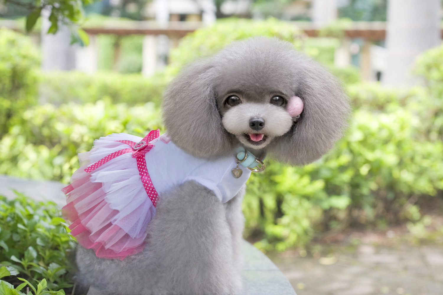 dog dress