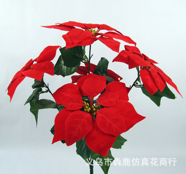 5头精品一品红15