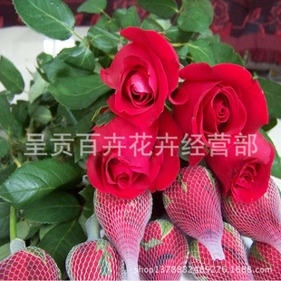 Национальный день цветочные оптовые базовые цветы кунмин