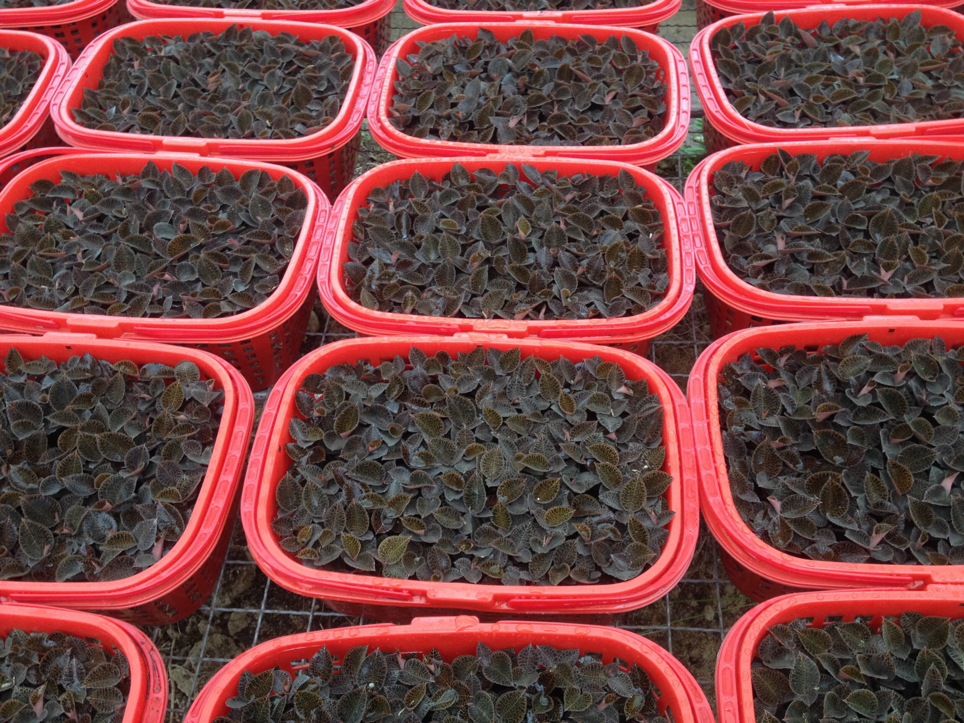 福建南靖本地金线莲鲜品 种植篮装 满6个月种植苗篮景|ms