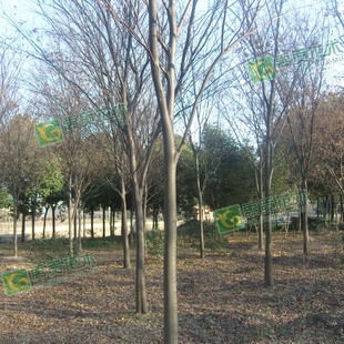 �����Θ� �׏�3-20���� Ѫ�Ρ���z�ơ�ɳ�Ƙ䡢ë�}�� ���ڼt��