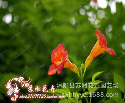 苏湘花卉供应迎春、木槿、樱花(图)