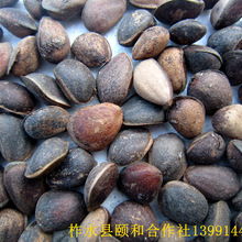 批发种子_东北红松种子_批发东北红松种子、