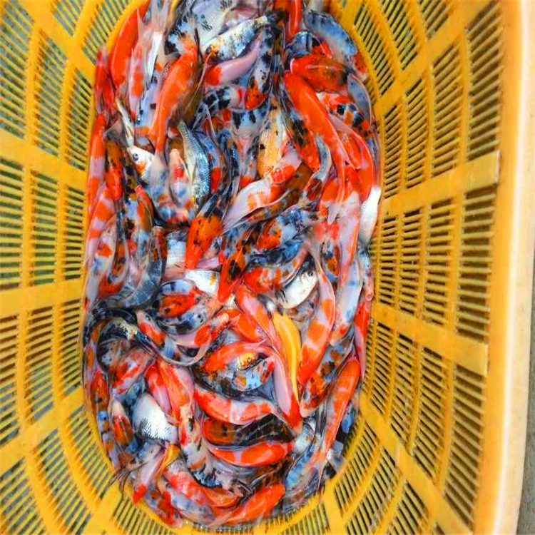 Китайская родина золотых рыбок, оптовая продажа пресноводных холодных декоративных рыб, золотых рыбок, кои, травы, золота оптом за фунт