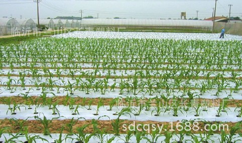 Los fabricantes anticorrosión del jardín plástico agrícola profesional de la película suministran la película agrícola del invernadero