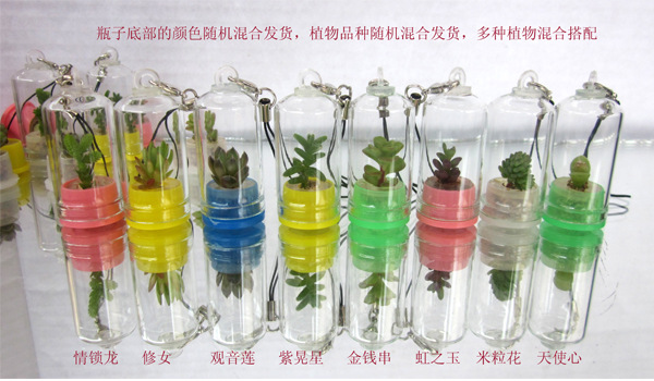 Angel Hanabusa/Mini Succulent plants Pendant bonsai Micro Landscape Mobile phone pendant Pendants Promotional Gifts