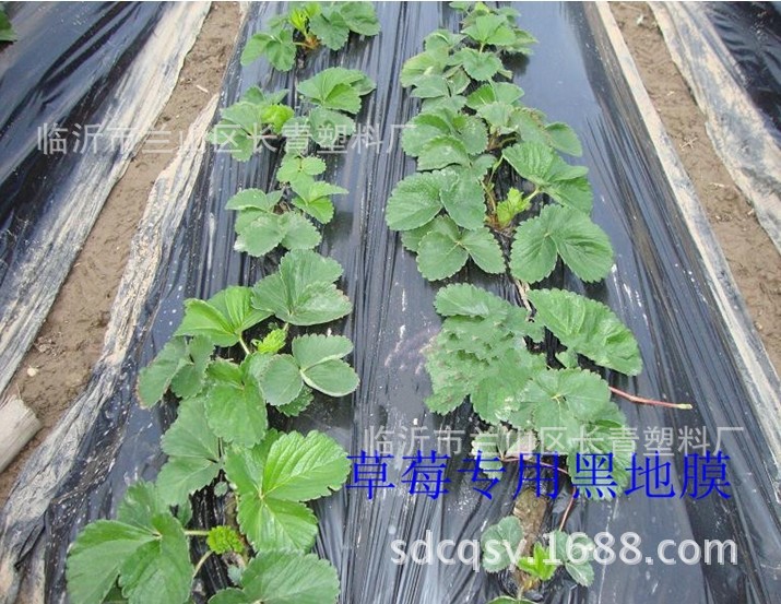 Película de plástico agrícola PE película de plástico agrícola tela de plástico espesado negro película de efecto invernadero película antigoteo pofilm al por mayor