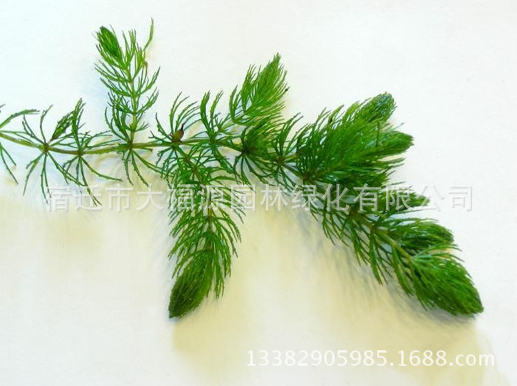 批发水生植物金鱼藻沉水植物水体绿化净化水质养鱼 阿里巴巴