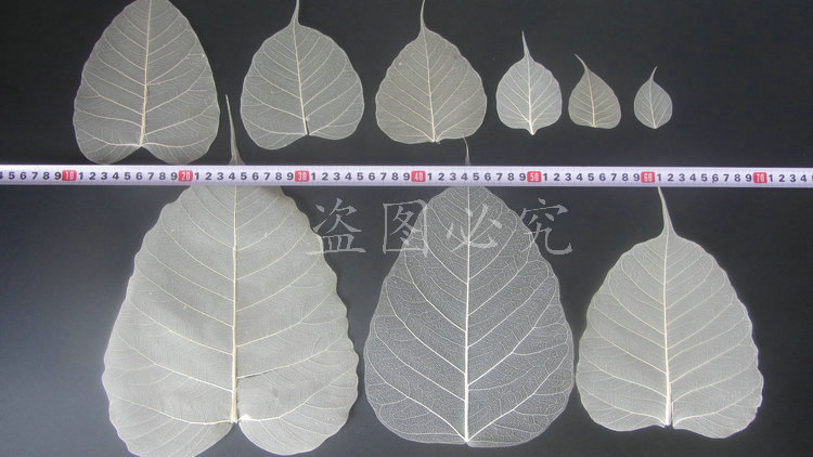 A001菩提叶脉 (13)