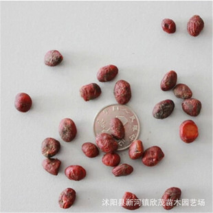 ���l��Ц�N�� ���|��ľ�N�� �²���ɽ������Ц�N�����󃞻ݰ��]