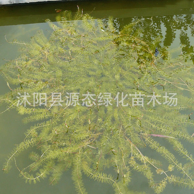 【源態花卉】水生植樹供應黑藻 淨化水質 工程綠化 量大優惠