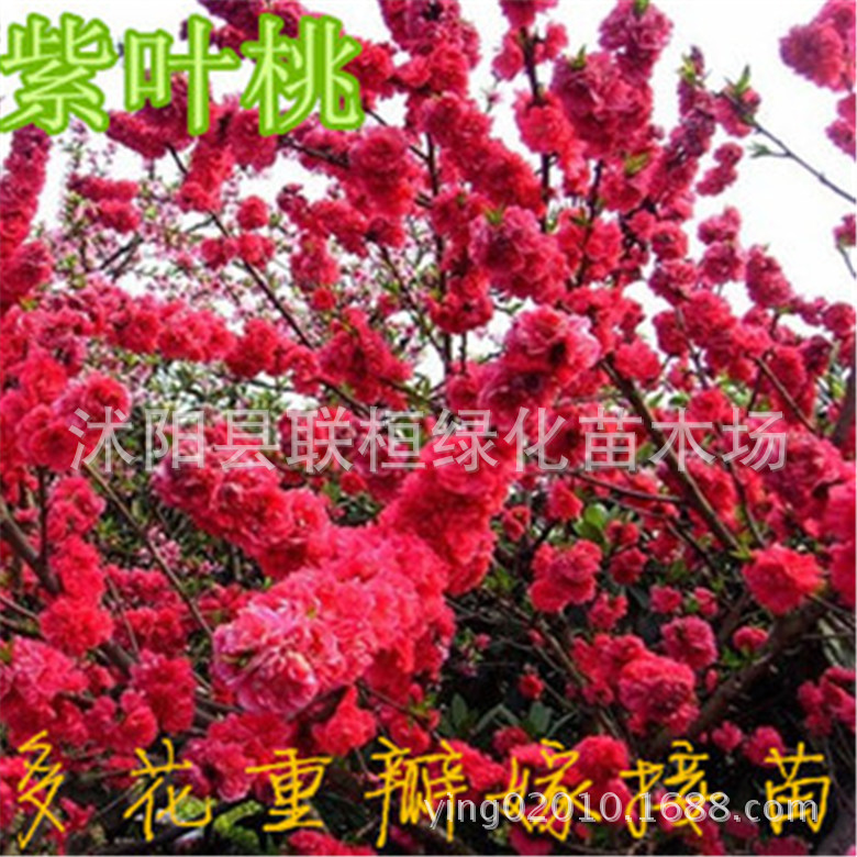 紫叶桃树苗|紫叶桃小苗、庭院绿化苗木，紫叶碧桃,苗圃直销中！