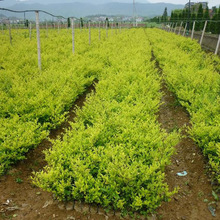 ��ɭŮؑС�����l ���̾G��ɫ�K��ľ�@�ֵ�·�����S�~Ůؑë��