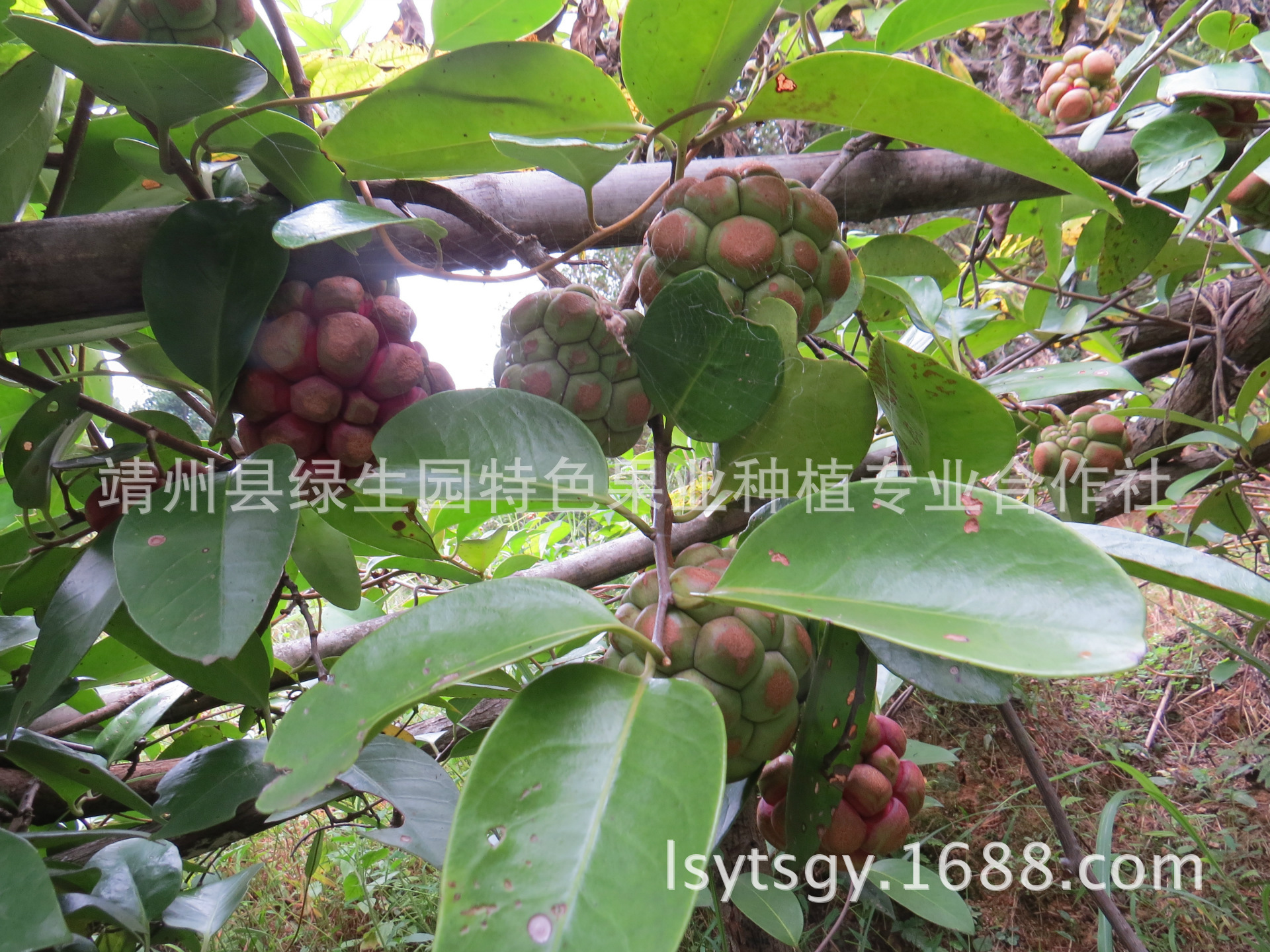 长寿果布福娜