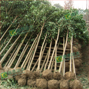 ����ֱ�N�G����ľ�ߗUŮؑ��ľ ���~Ůؑ �е��� ����ă�Ҏ���R