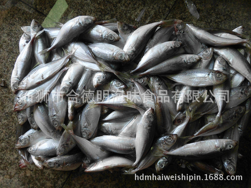 大眼巴浪 大目鯷 刺鲅 日本竹荚鱼 Horse mackerel-阿里巴巴