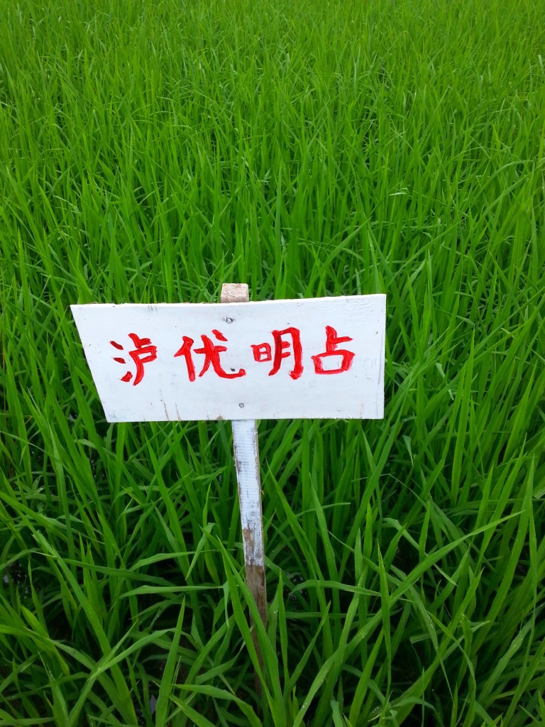 杂交水稻种子 优质高产 泸优明占