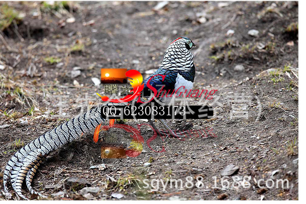 厂家直销铜鸡尾尺寸齐全.天然羽毛环保颜色多种色彩靓丽。详情图6