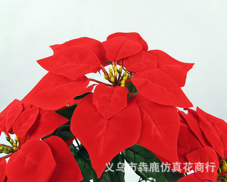 7头精品一品红03