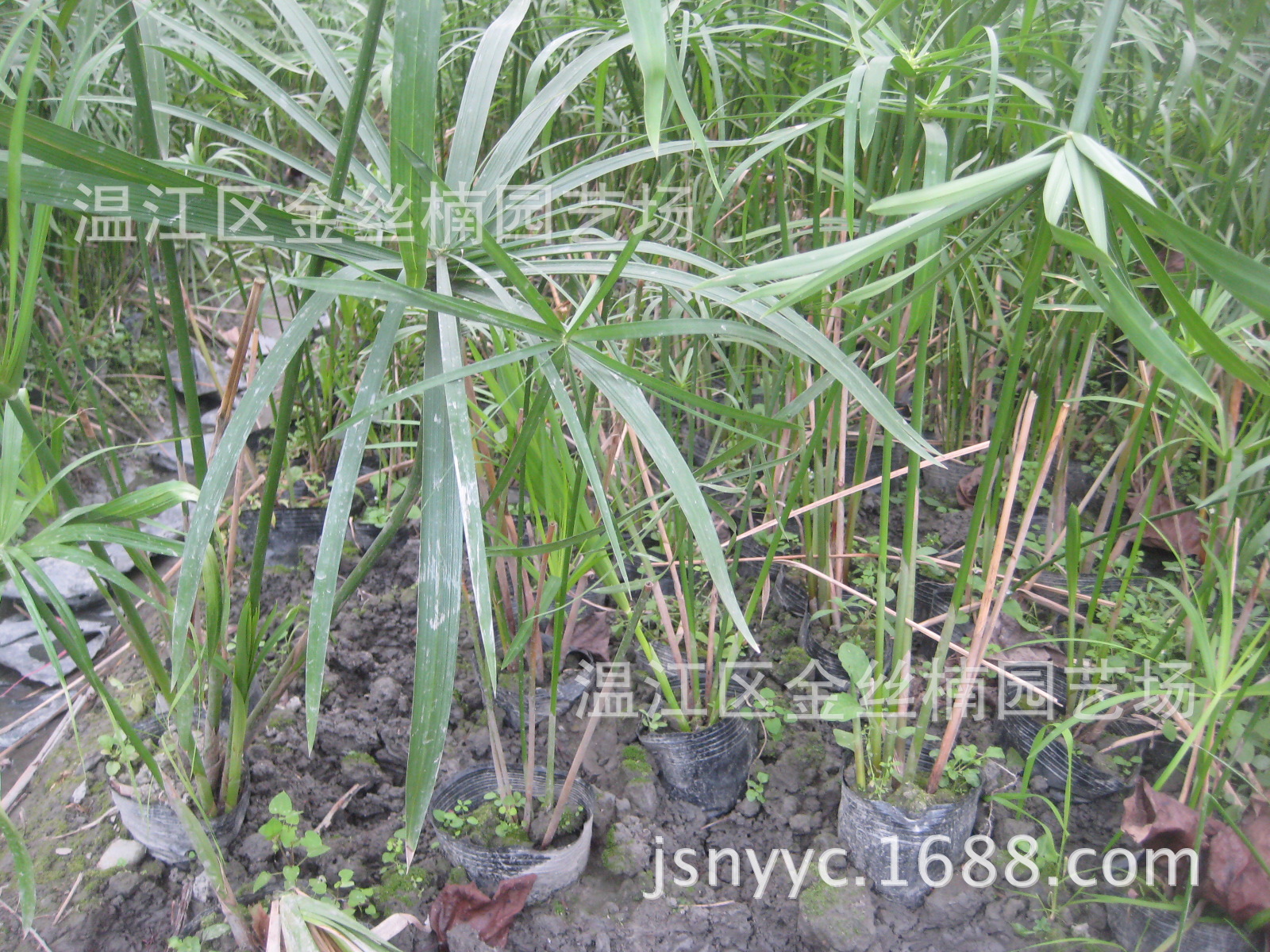 批发水竹 四川旱伞草、成都旱伞草价格 成都水生花草、水生植物