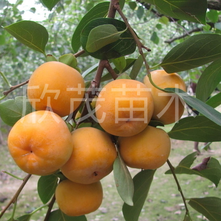 出售柿树苗 果树苗 柿子苗 柿子小苗 肉嫩香甜 品种齐全