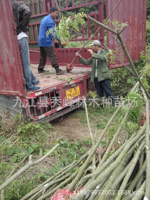 黄连木小苗 楷树 黄楝树 黄连木树 丛生黄连木100公分黄连木树五-阿里巴巴