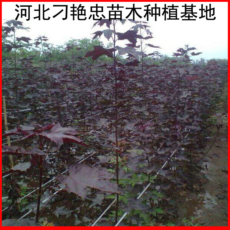 29大叶红枫