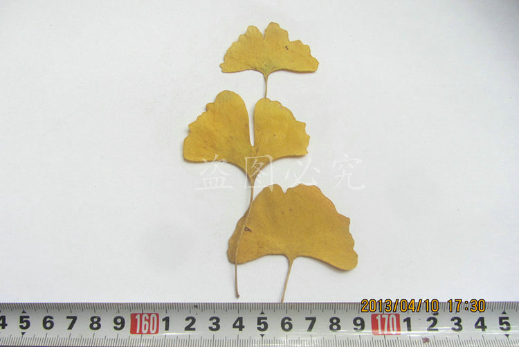 银杏叶 (25)