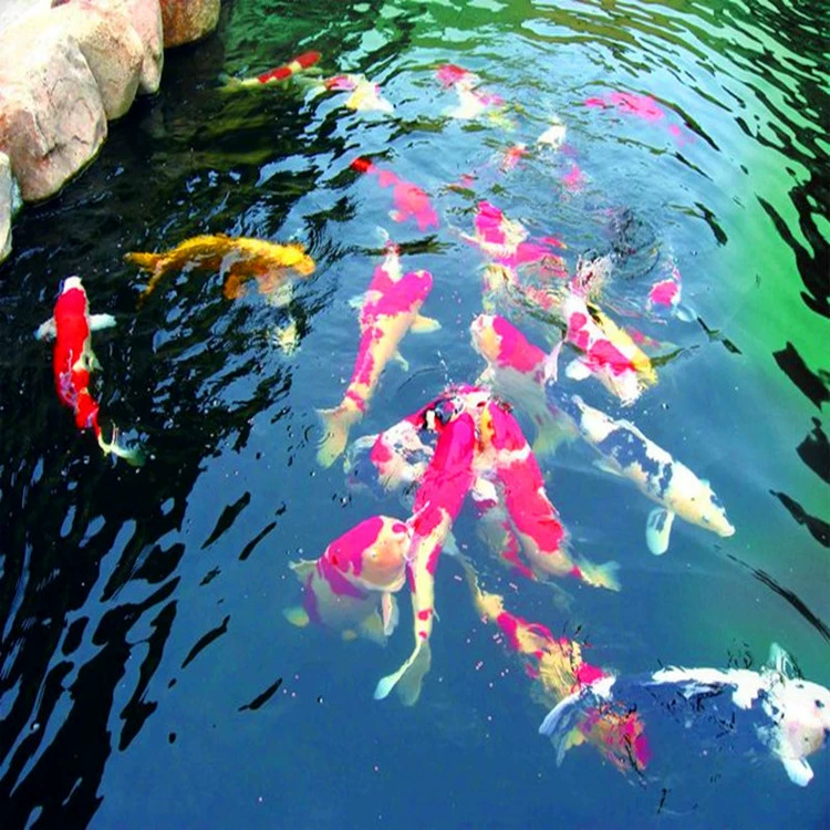 Бизнес по продаже носков Koi в туристических зонах парков и виллах для жителей