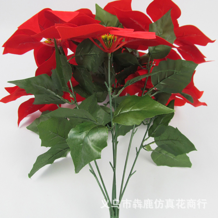 7头精品一品红13