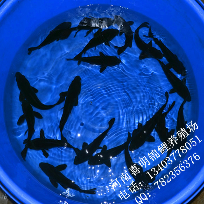 铁包金 乌鲤15-25公分左右1 -