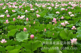 ˮ������ �ɻ��N�K ��ɏ�Nź �����ġ�ˮ��ֲ������G������