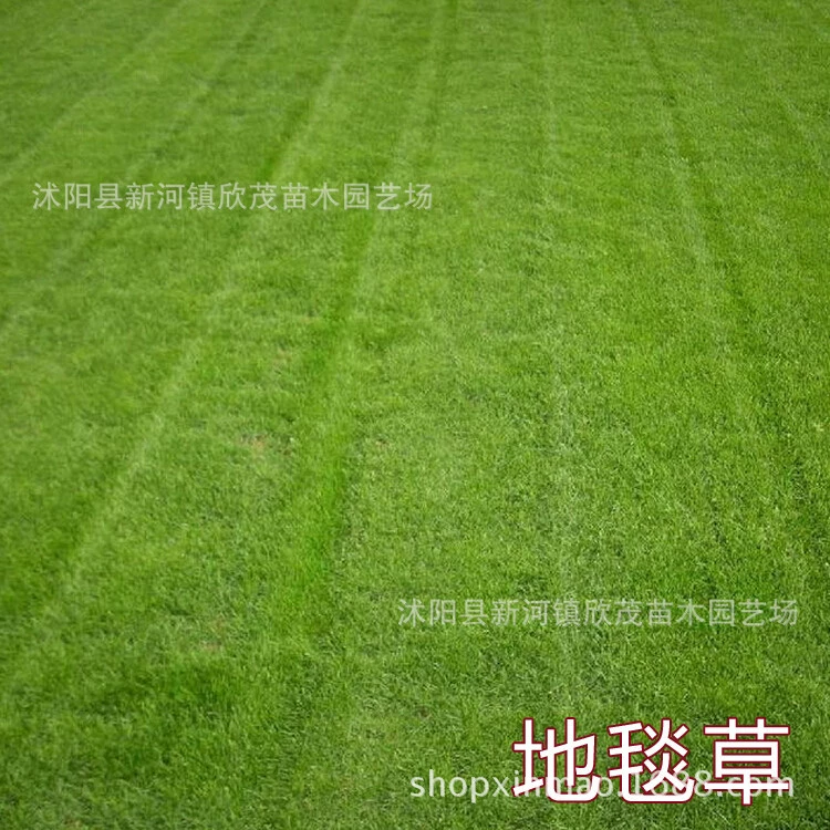 Горячая продажа газон семян/ковер семян травы устойчивость к болезням засухоустойчивость склон обочины почвы и сохранения воды Спортивное место