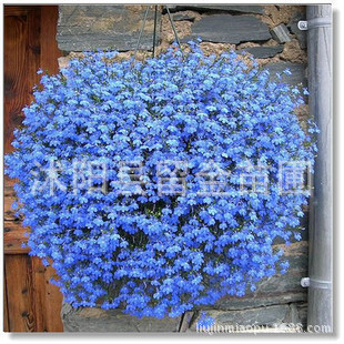 草花种子 蓝花亚麻种子 六倍利 垂吊种子|ms