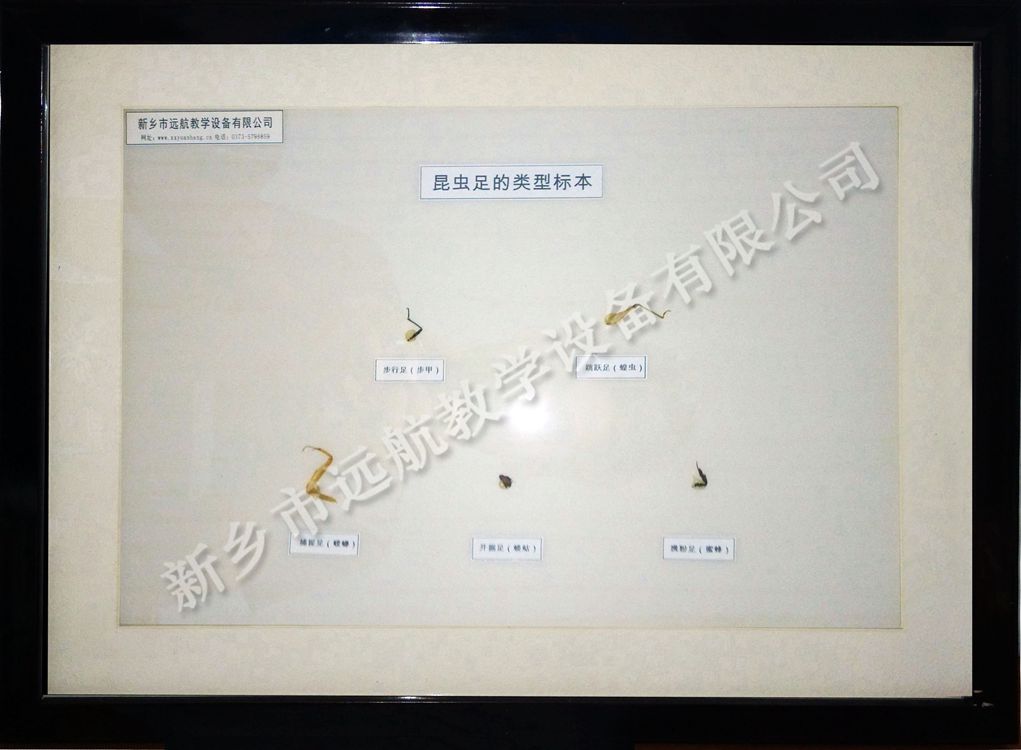 昆蟲足類型_副本