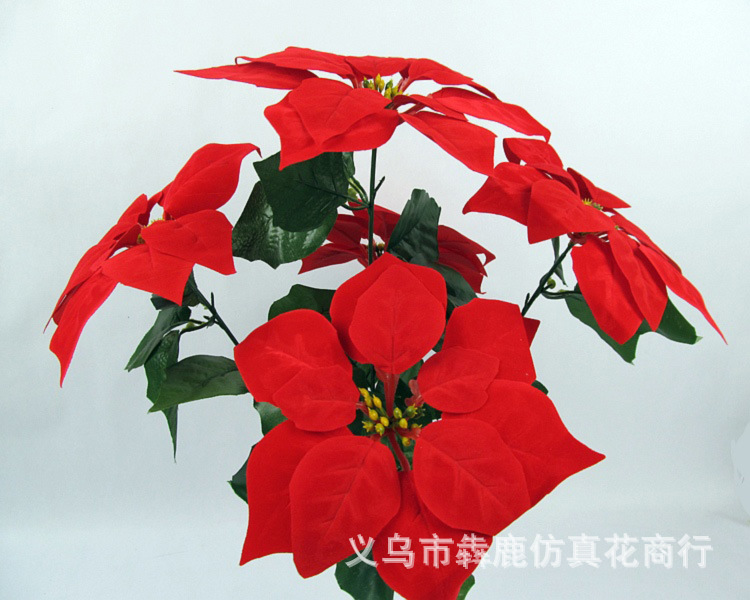 5头精品一品红05