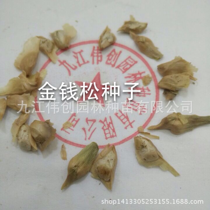 金錢松種子