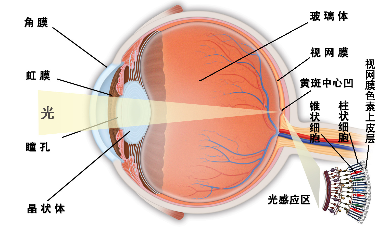 What are the complications of the scratched cornea? - Centre For Sight