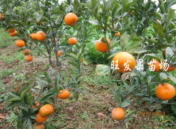 【批发沃柑苗优良新品种 晚熟柑桔苗 皮薄肉厚