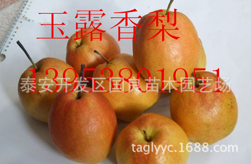 玉露香梨1_副本