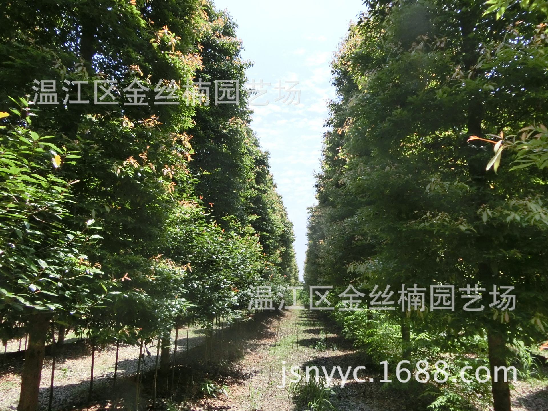 桢楠树苗批发 四川成都金丝楠木幼苗 金丝楠园艺场 小叶金边