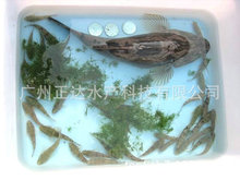 基地供应笋壳鱼鱼苗活体养殖尖塘鳢笋壳鱼苗经济鱼苗肉质细嫩优质