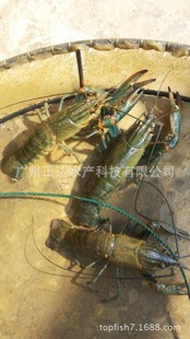 ���a�������޵�ˮС���r�r��ˮ�a�r���Bֳ���rˮ�a�r���\���I���w